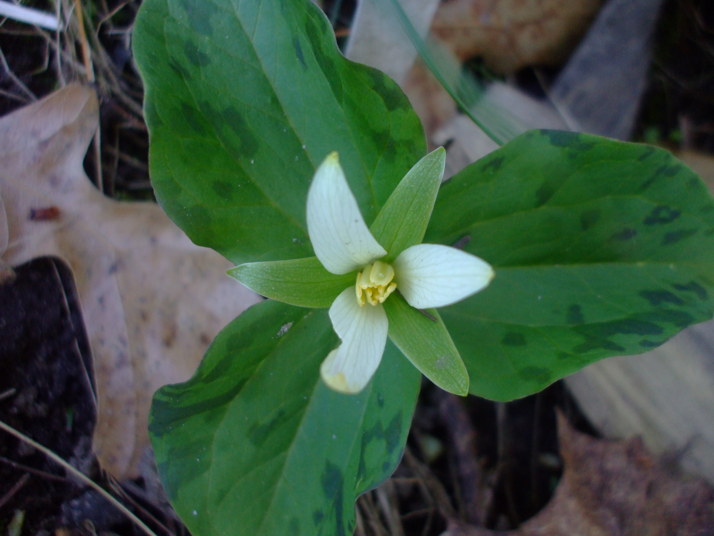 Trillium albidum